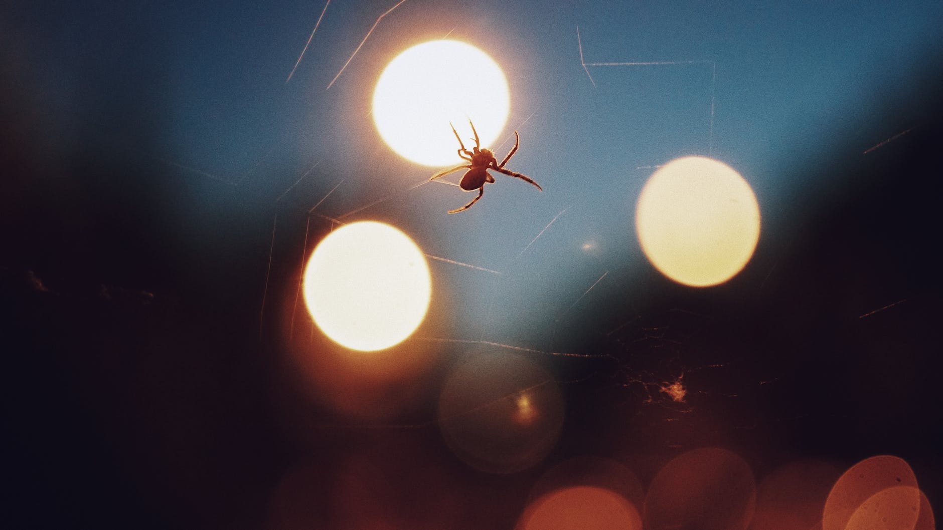 Spiders in Space