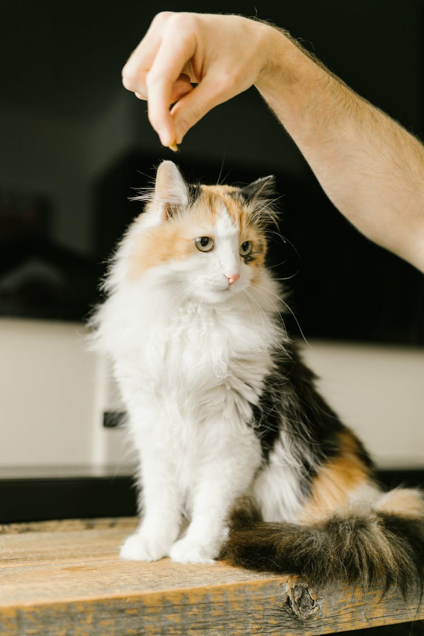 The Cat that got the Ice Cream