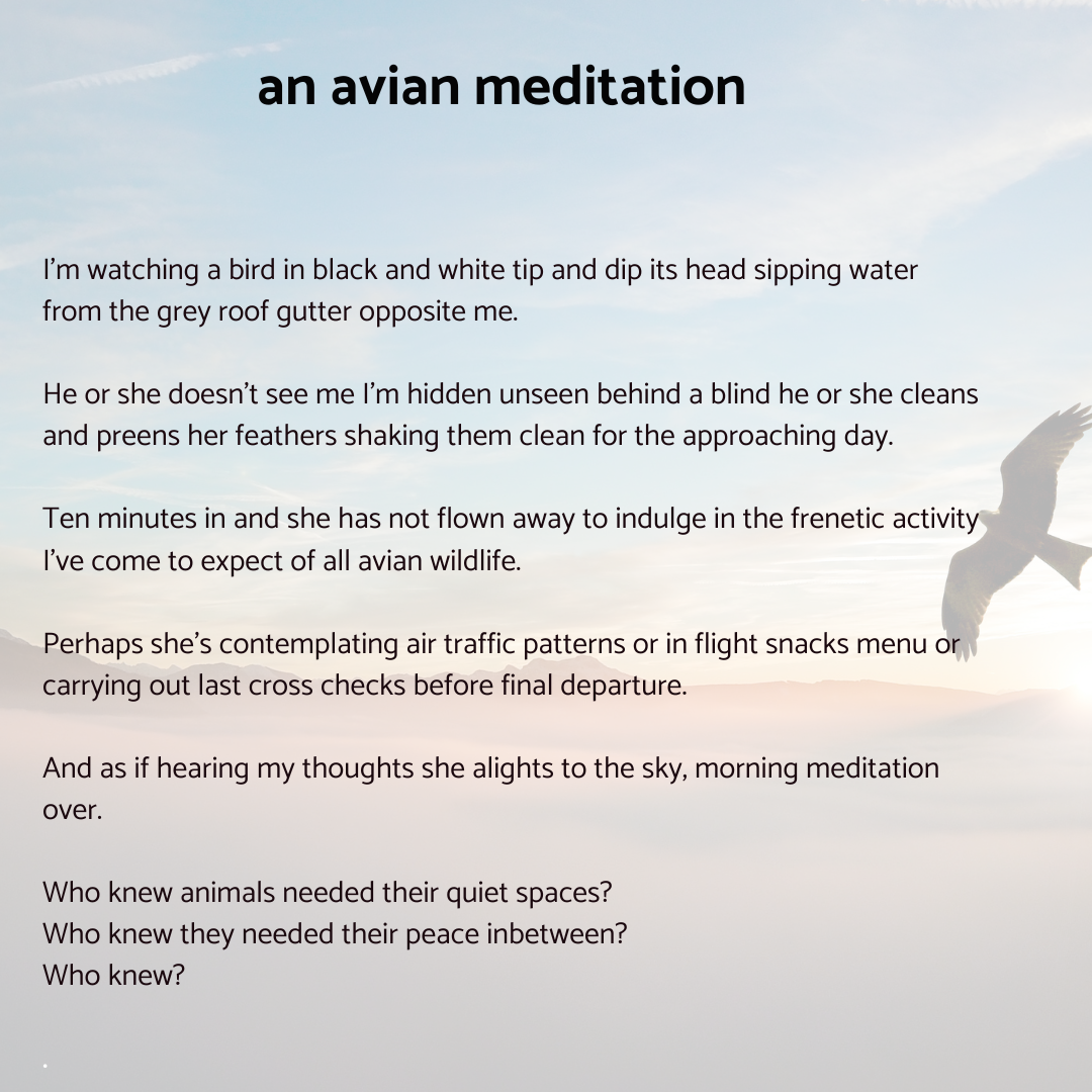 an avian meditation